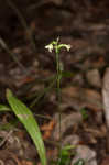 Small green wood orchid